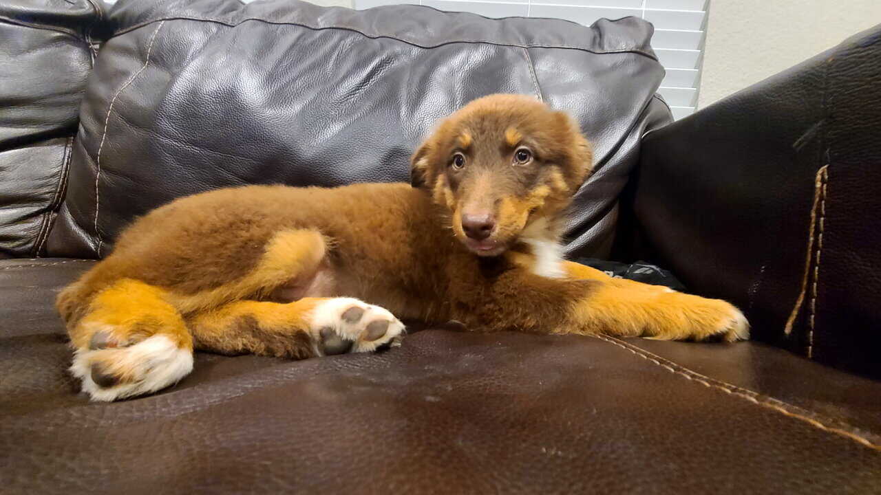 Australian Shepherd image 2