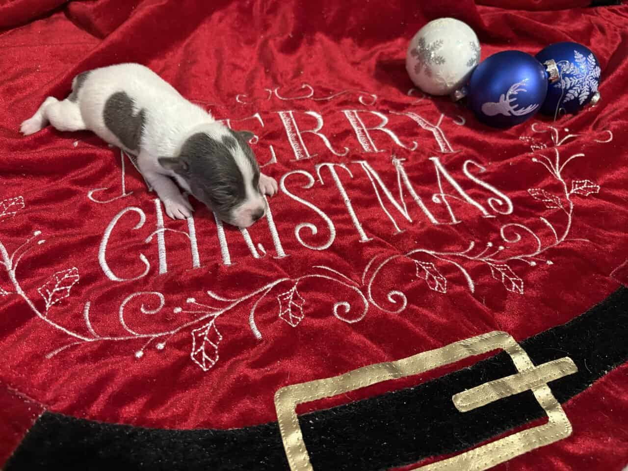 Rat terrier puppies image 2