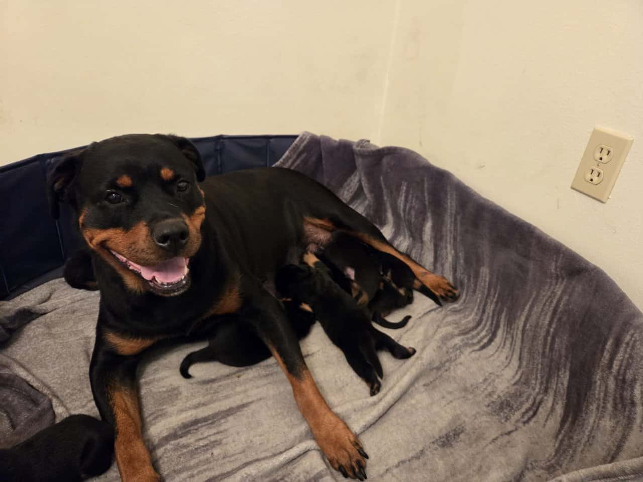 GermanRottweiler puppies parents both on-site, AKC image 3
