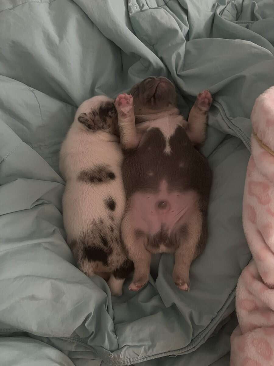 French Bulldog Puppies image 15