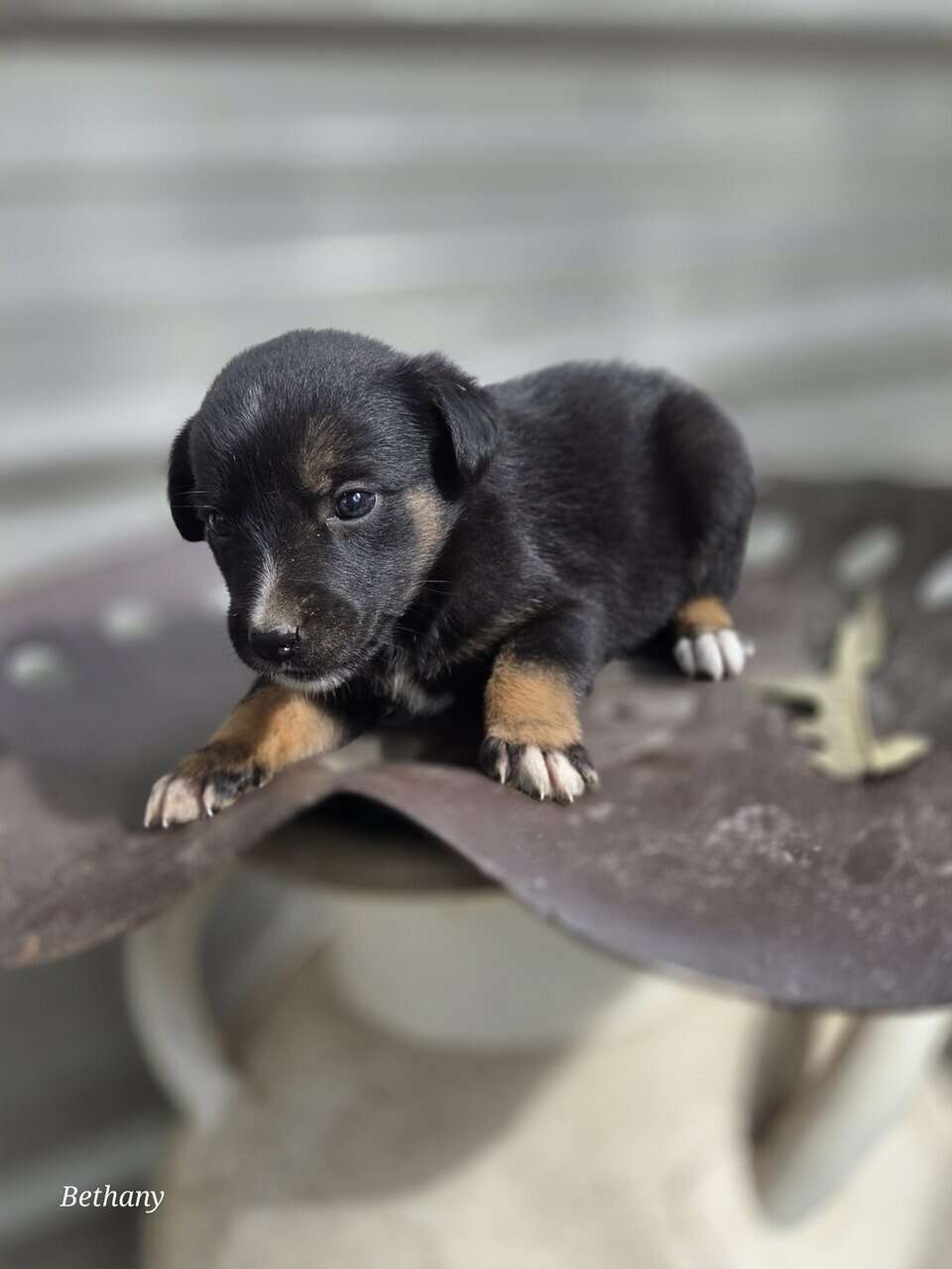 German Shepherd/Aussie X image 8