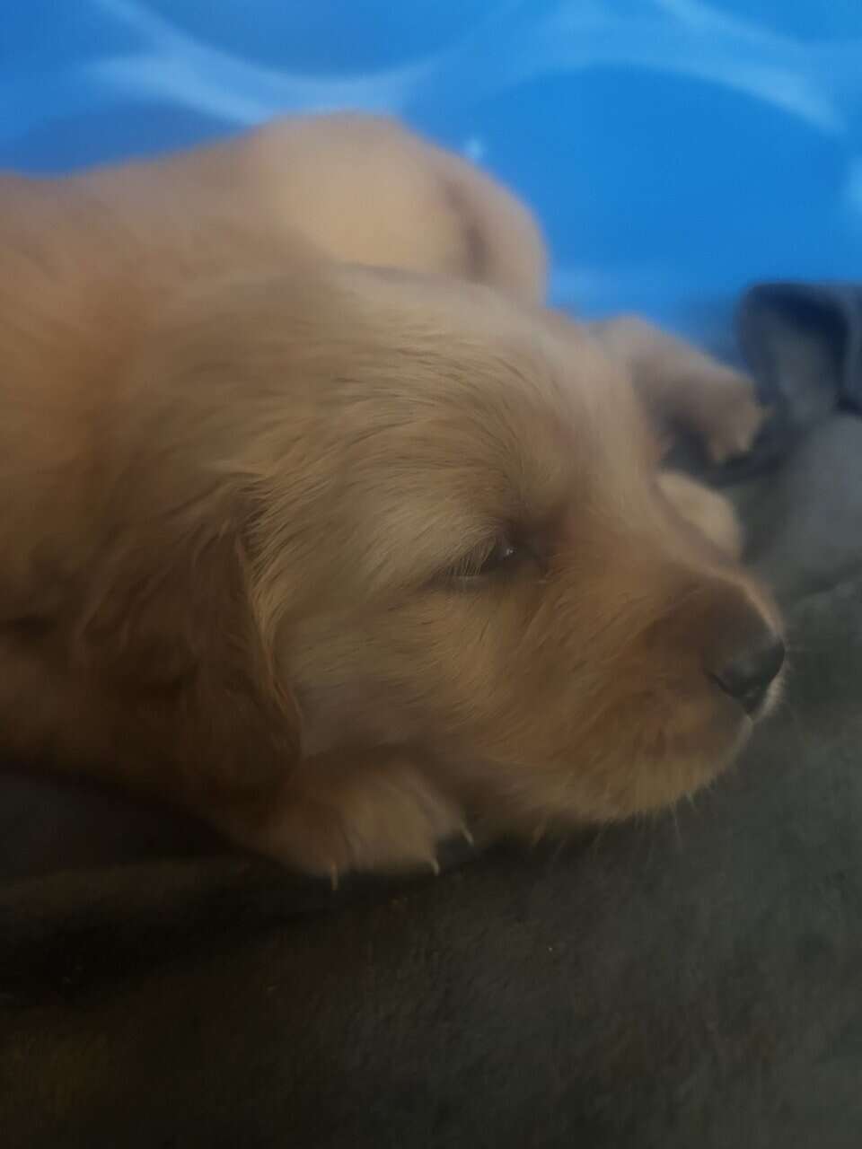 Golden Retriever puppies image 1