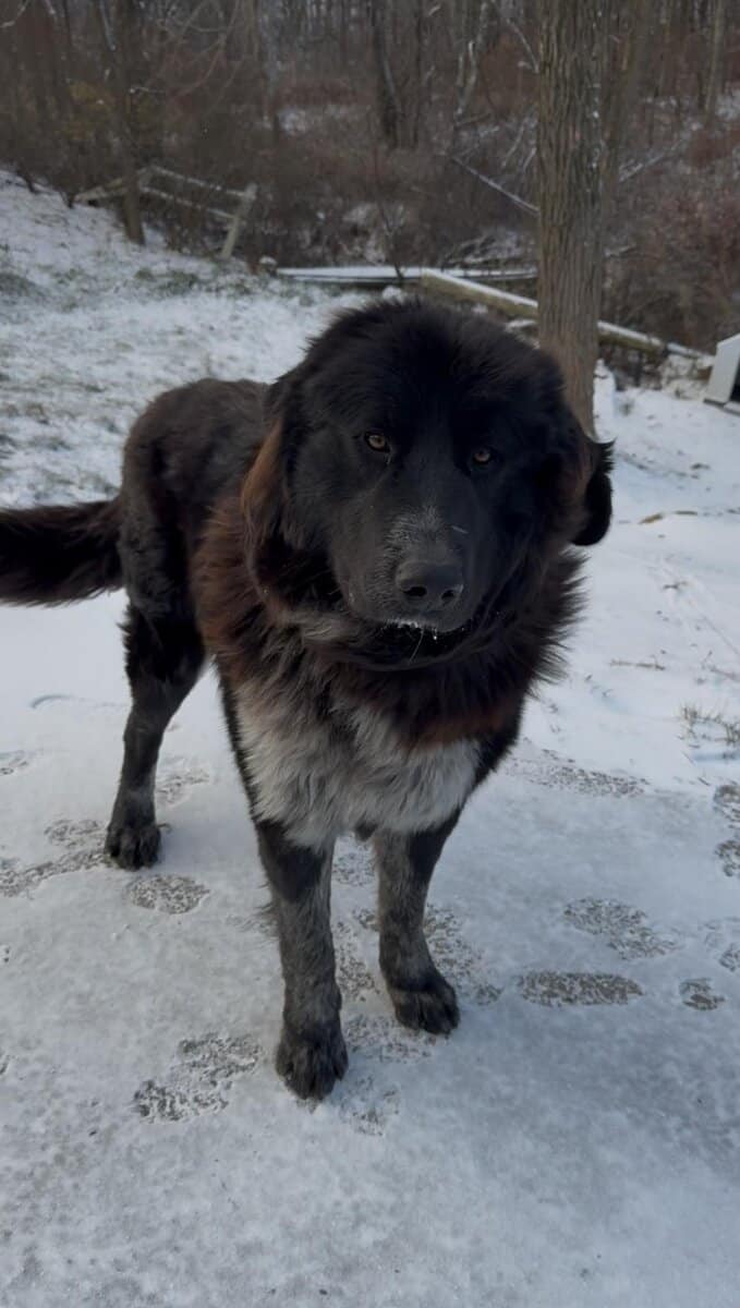 Livestock Guardian Dog image 1