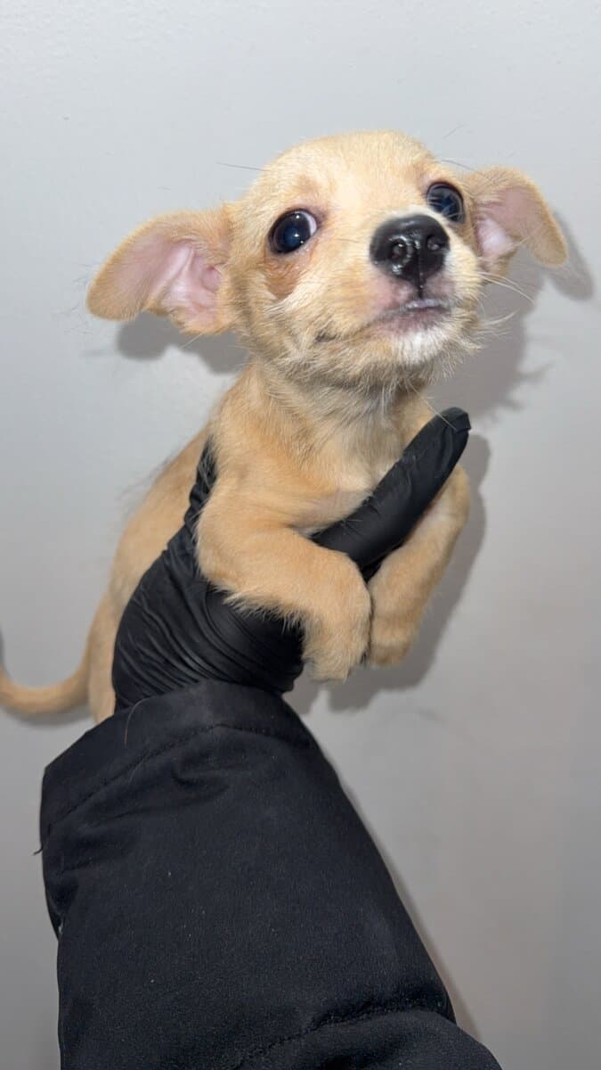 Pure breed chihuahua image 2