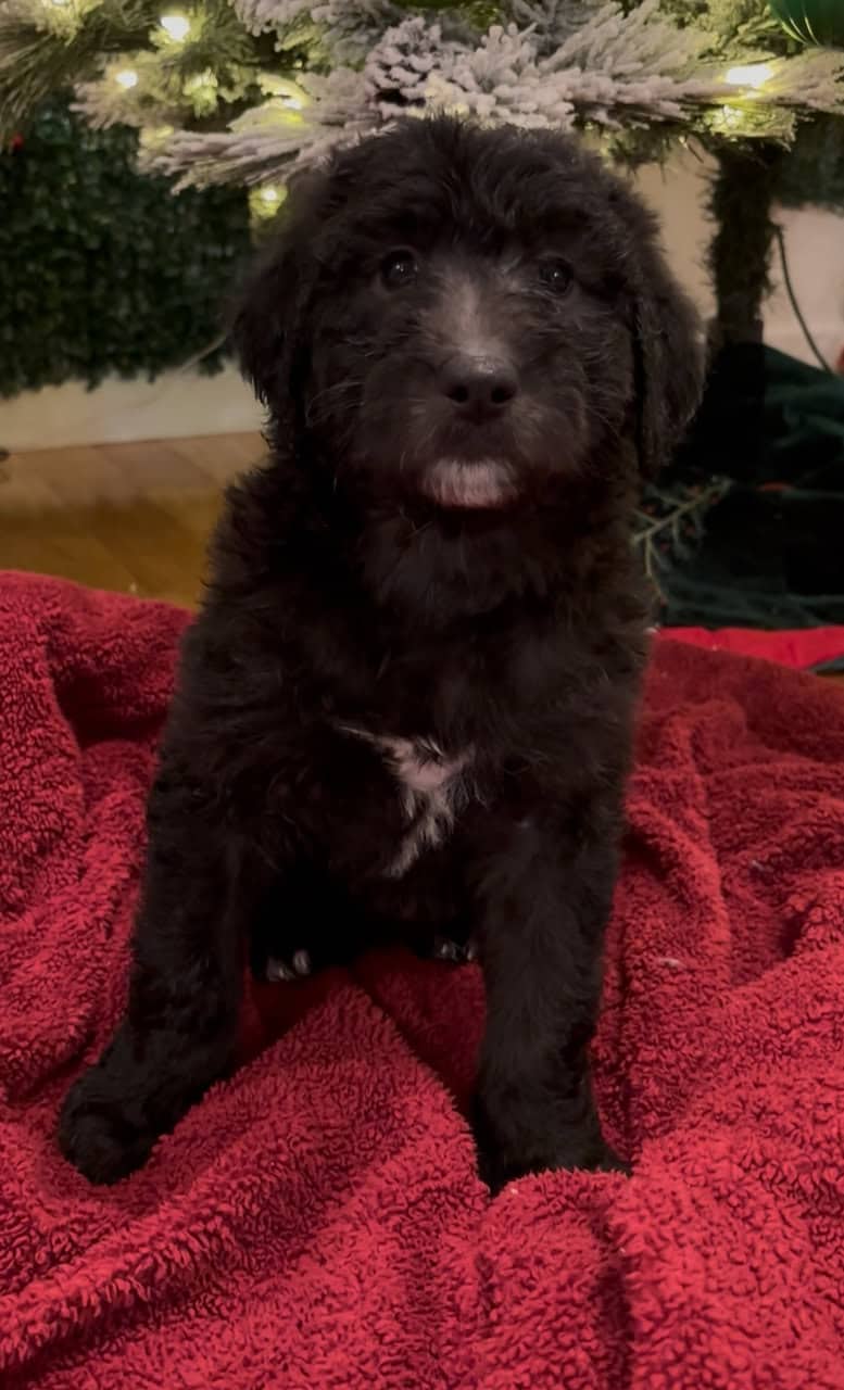 Sheepadoodle puppies image 6