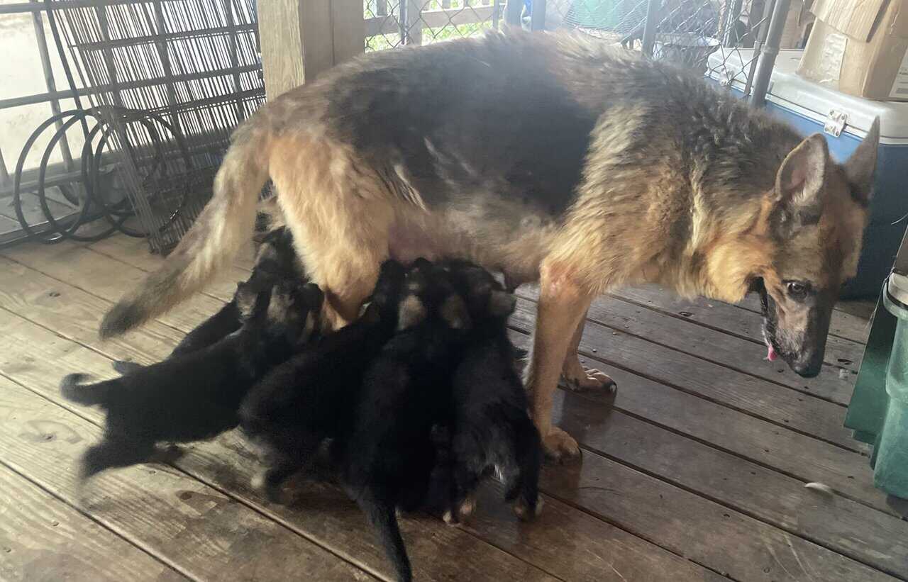 Male German Shepherd puppy image 5