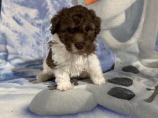Toy Poodle Puppies, absolutely adorable