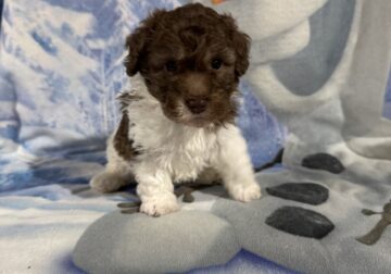 Toy Poodle Puppies, absolutely adorable