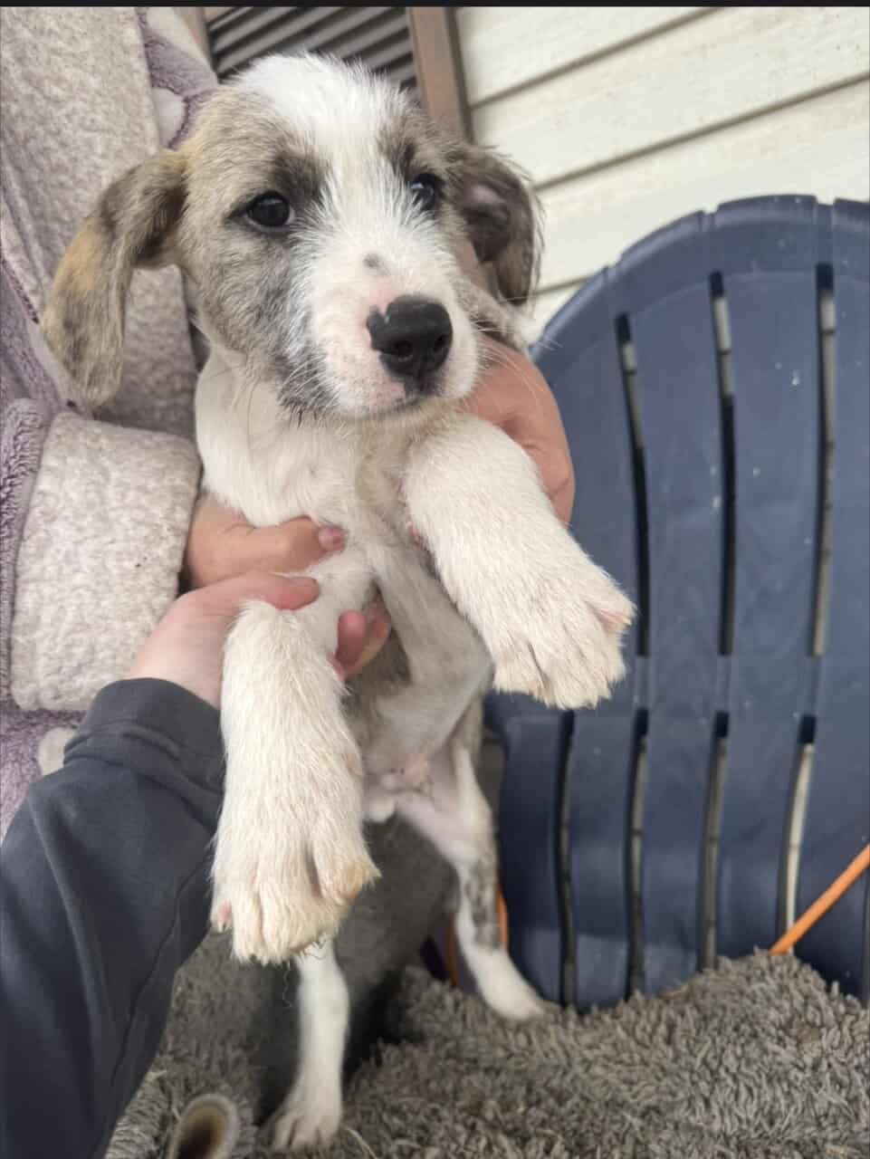 Free Blue nose pit and Golden doodle puppies image 18
