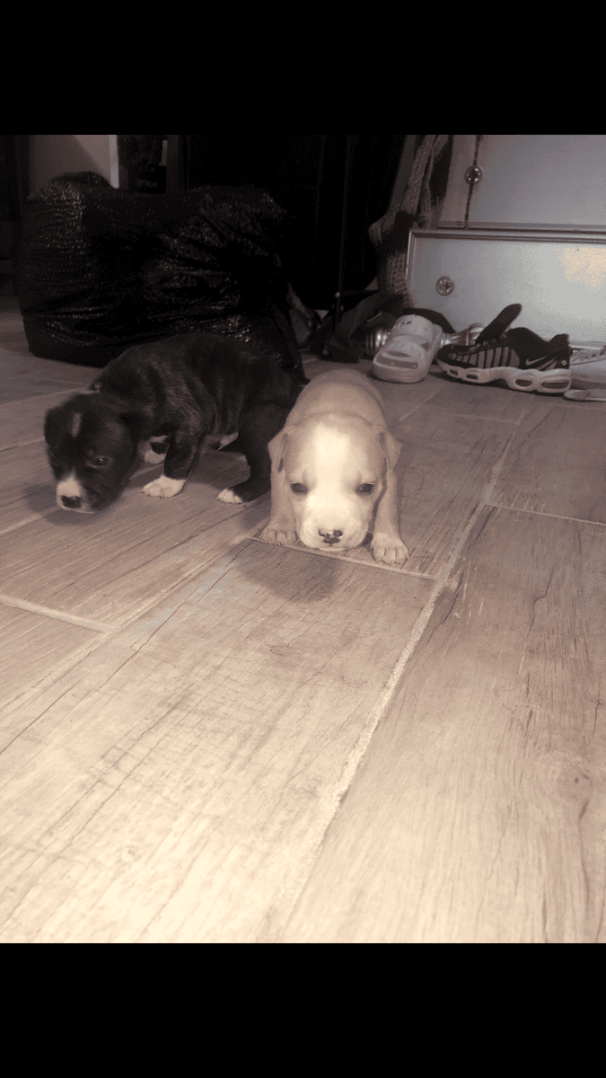 Bully/pit 8wk old male (1) & female (2) image 3