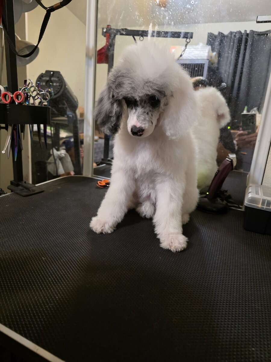 AKC Miniature Poodles image 2