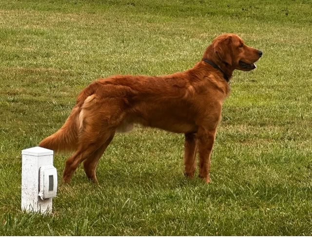 AKC Golden Retriever male image 1