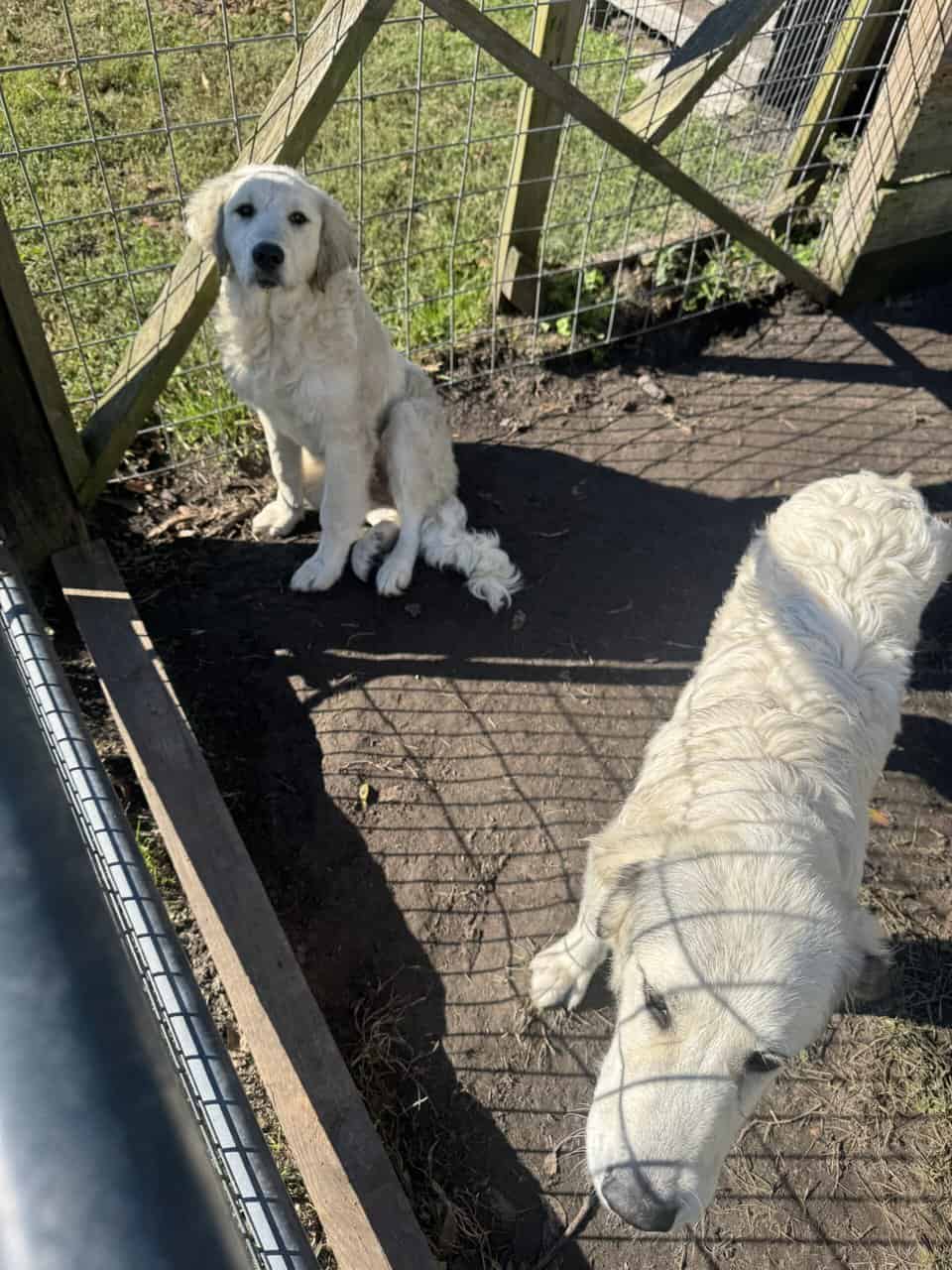 Great Pyrenees image 5