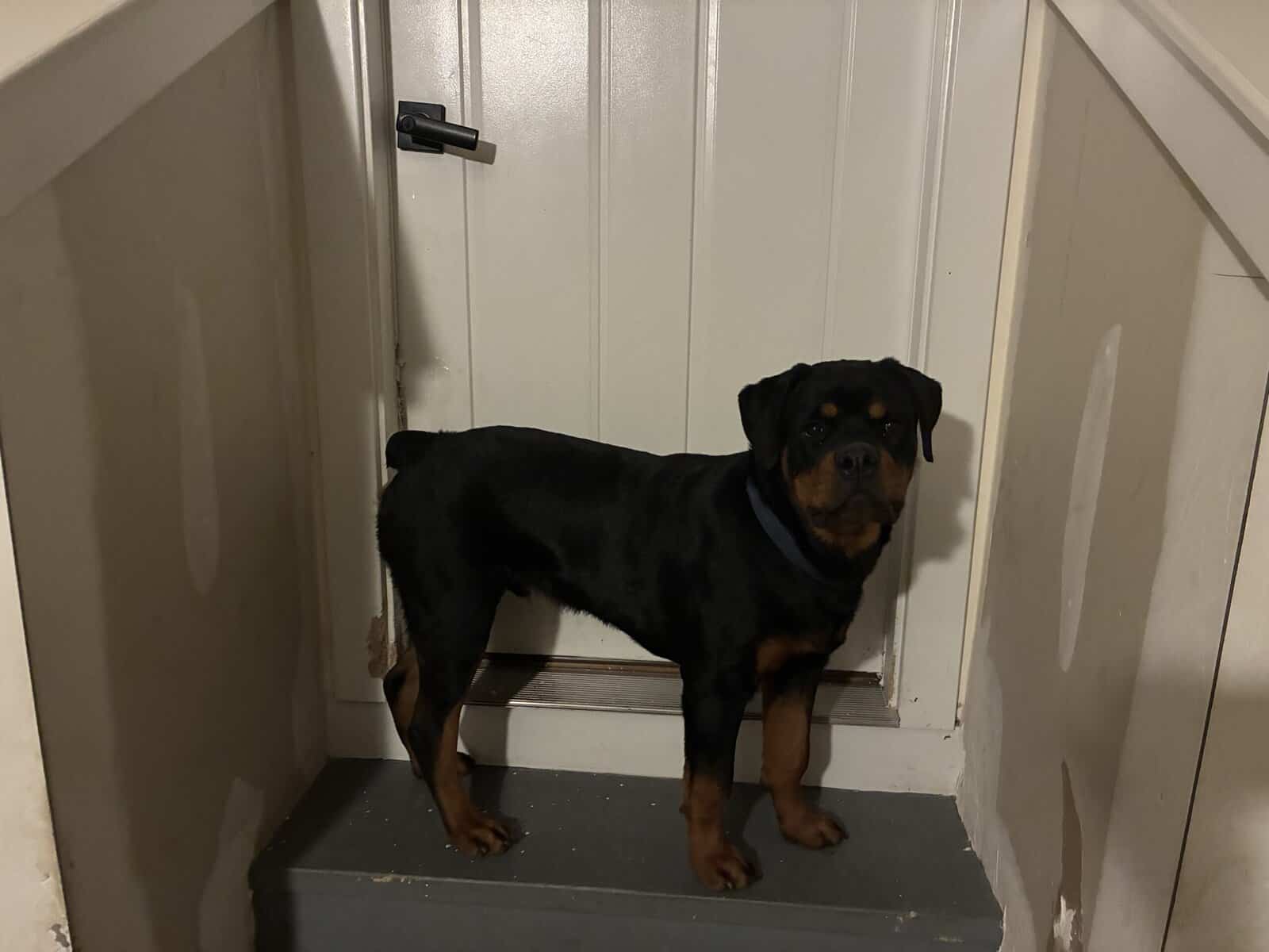 Rottweiler puppy for sale image 1