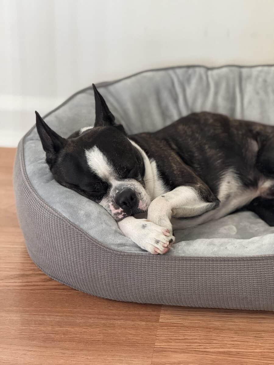 Rehome male Boston Terrier image 1