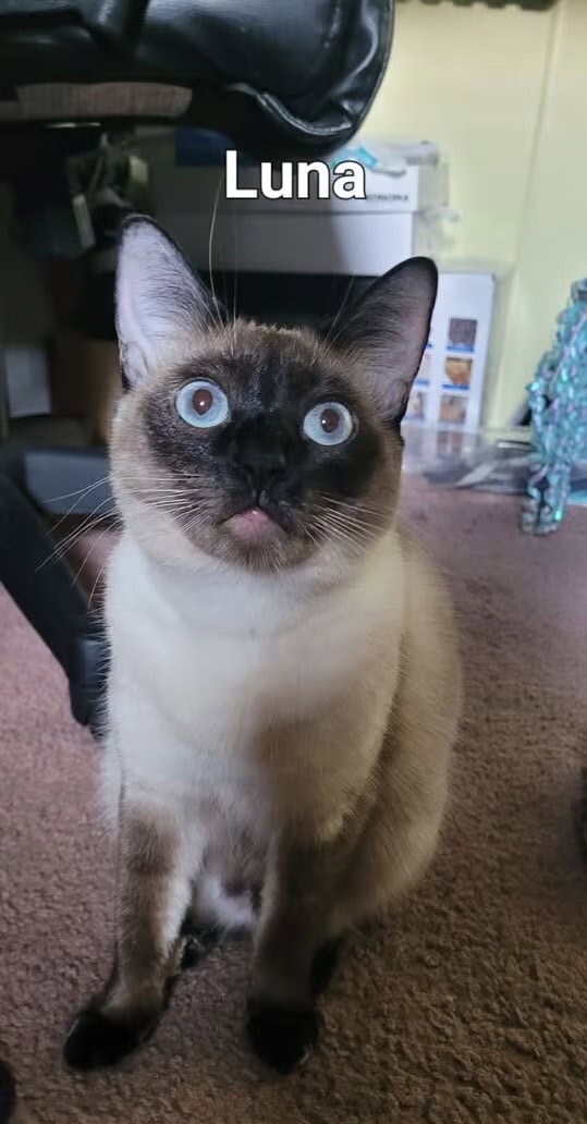 Siamese - Mix image 1