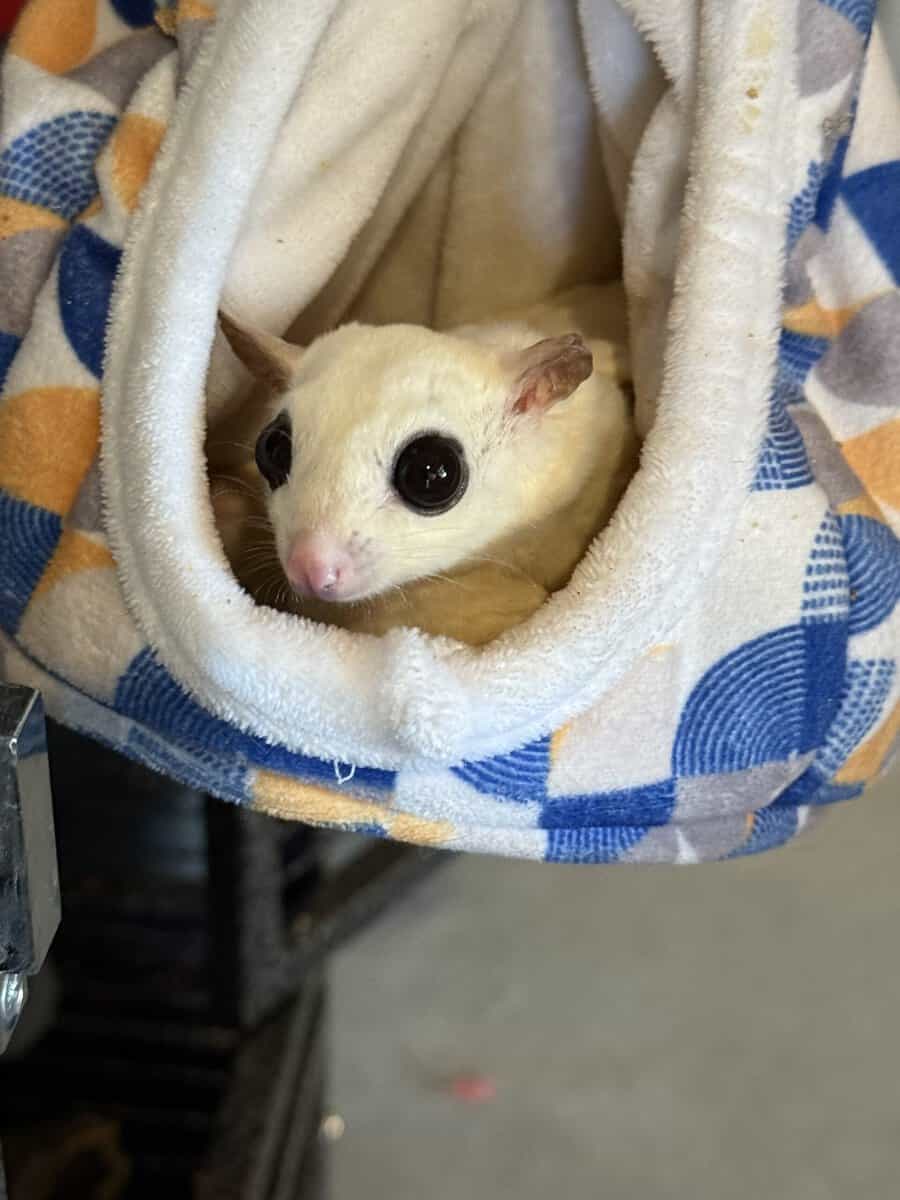 Sugar gliders - 2 female image 3