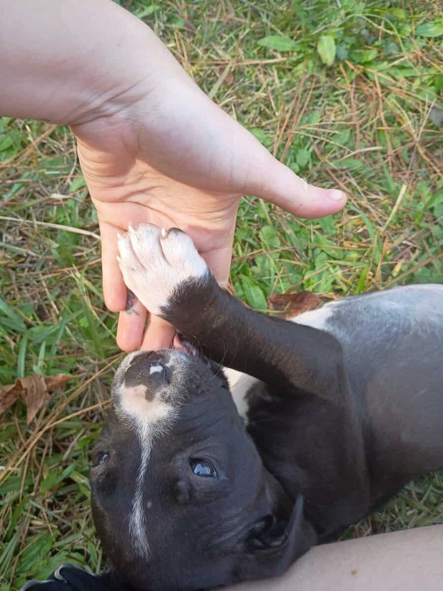 AMERICAN STAFFIE GIRL image 3