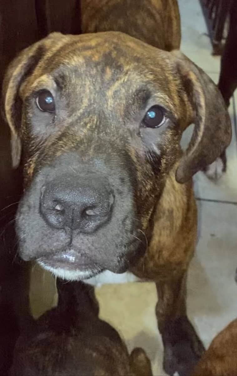 Mastiff black and brindle coat puppy image 2