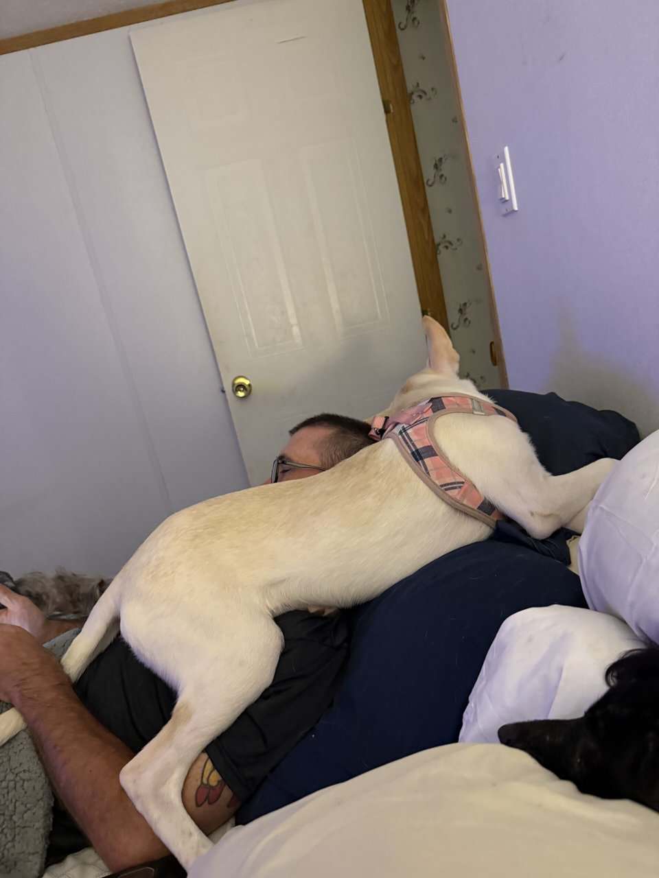 6 mo. old female husky mix image 2