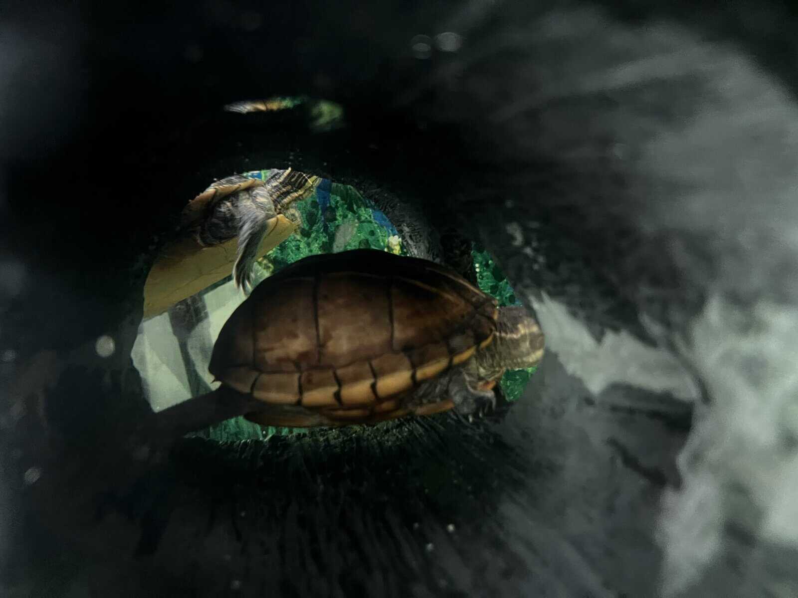Turtles lost there mom to cancer image 9