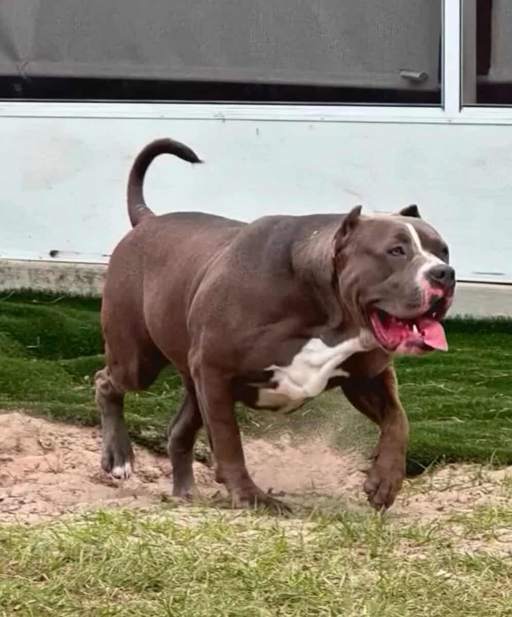 XL Bully Puppy For Sale Available in Miami image 4