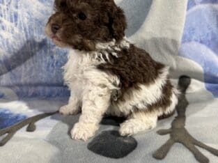 Toy Poodle Puppies, absolutely adorable