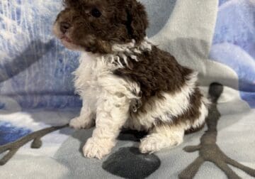 Toy Poodle Puppies, absolutely adorable