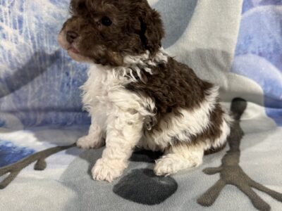 Toy Poodle Puppies, absolutely adorable