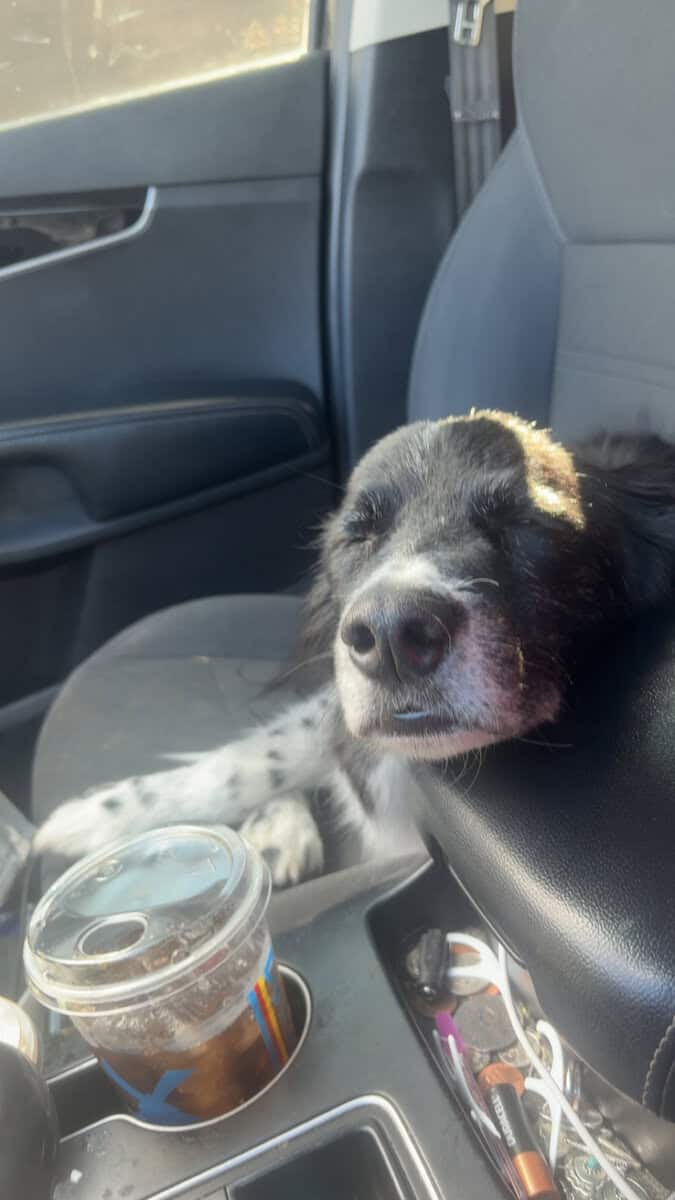 Marley image 4