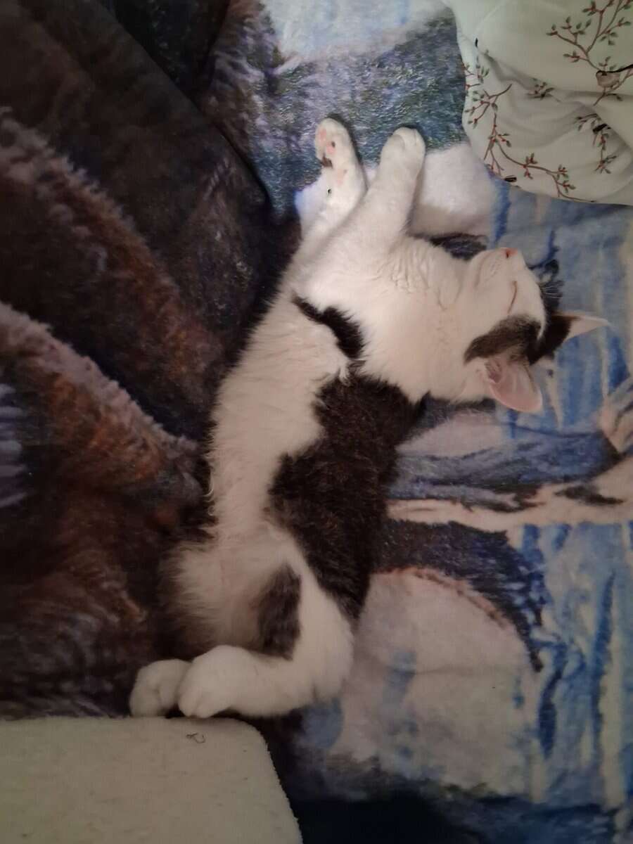 KITTENS IN NEED OF LOVING HOME image 2