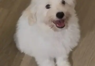 Legend looking for his forever home