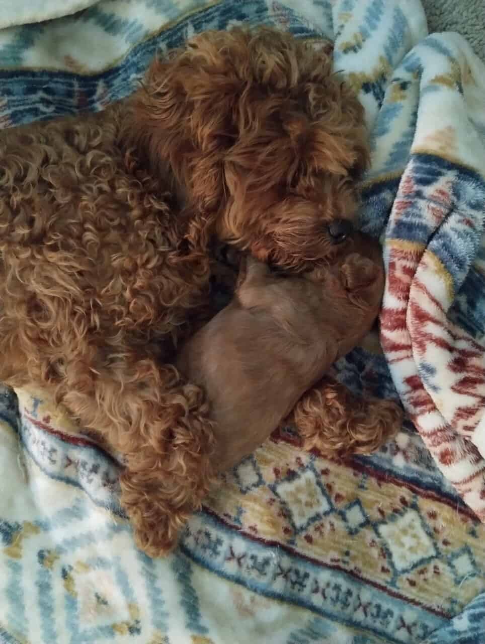 Cavapoo puppies! Ready for you to love! image 2