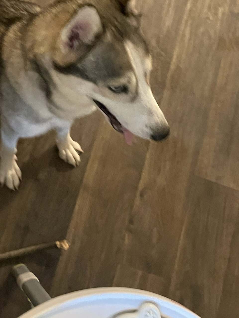 Selling Alaskan Malamute image 1