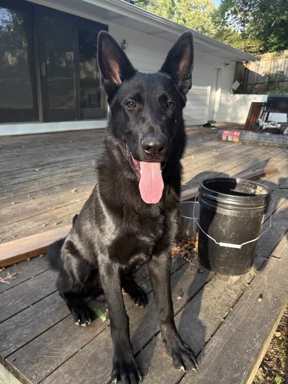 All Black 8 month pure breed Germ Shepherd image 2