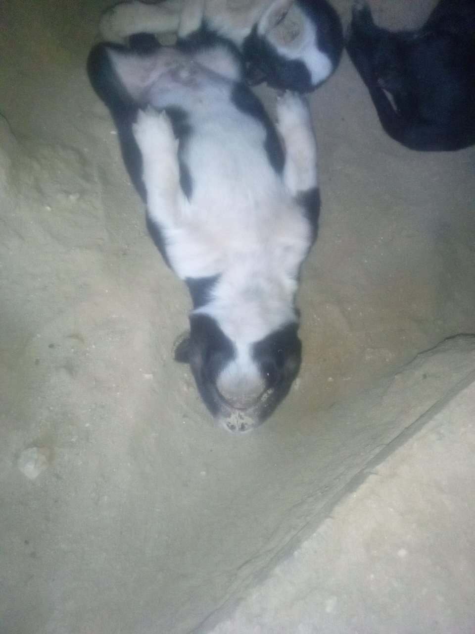 Pitsky image 2
