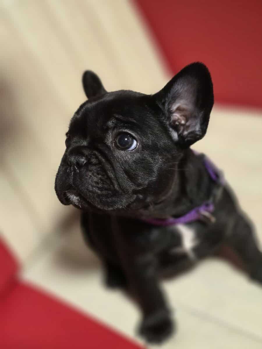 French bulldog puppies image 5