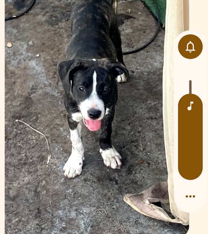 Sweet 6 month old rescue puppies image 1
