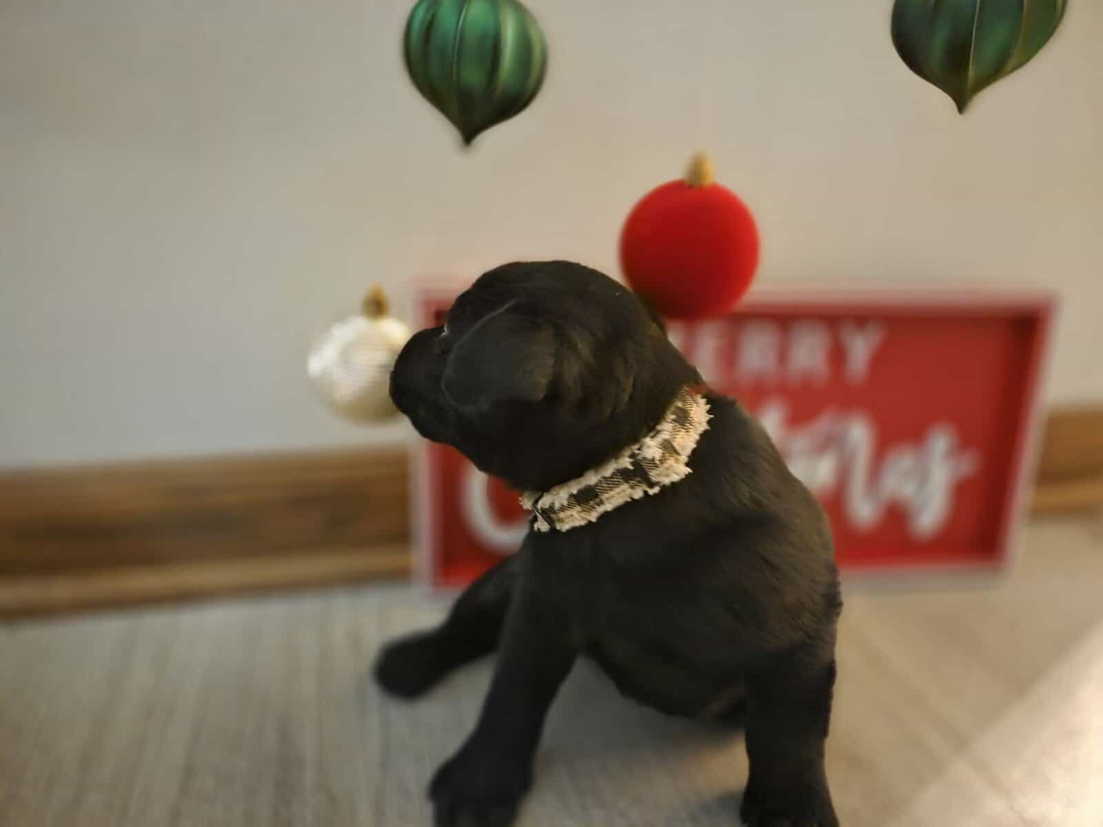 Labrador puppies image 2