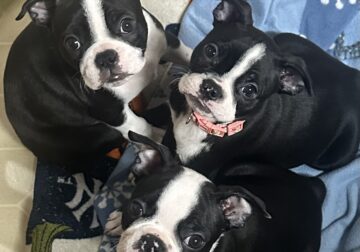 Boston Terrier Puppies