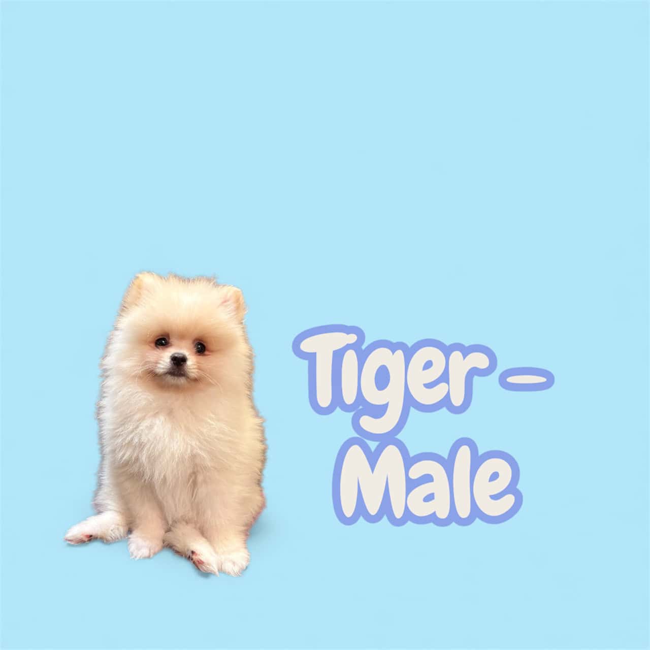 Pomeranian Puppies – Ready for Their New Homes image 7