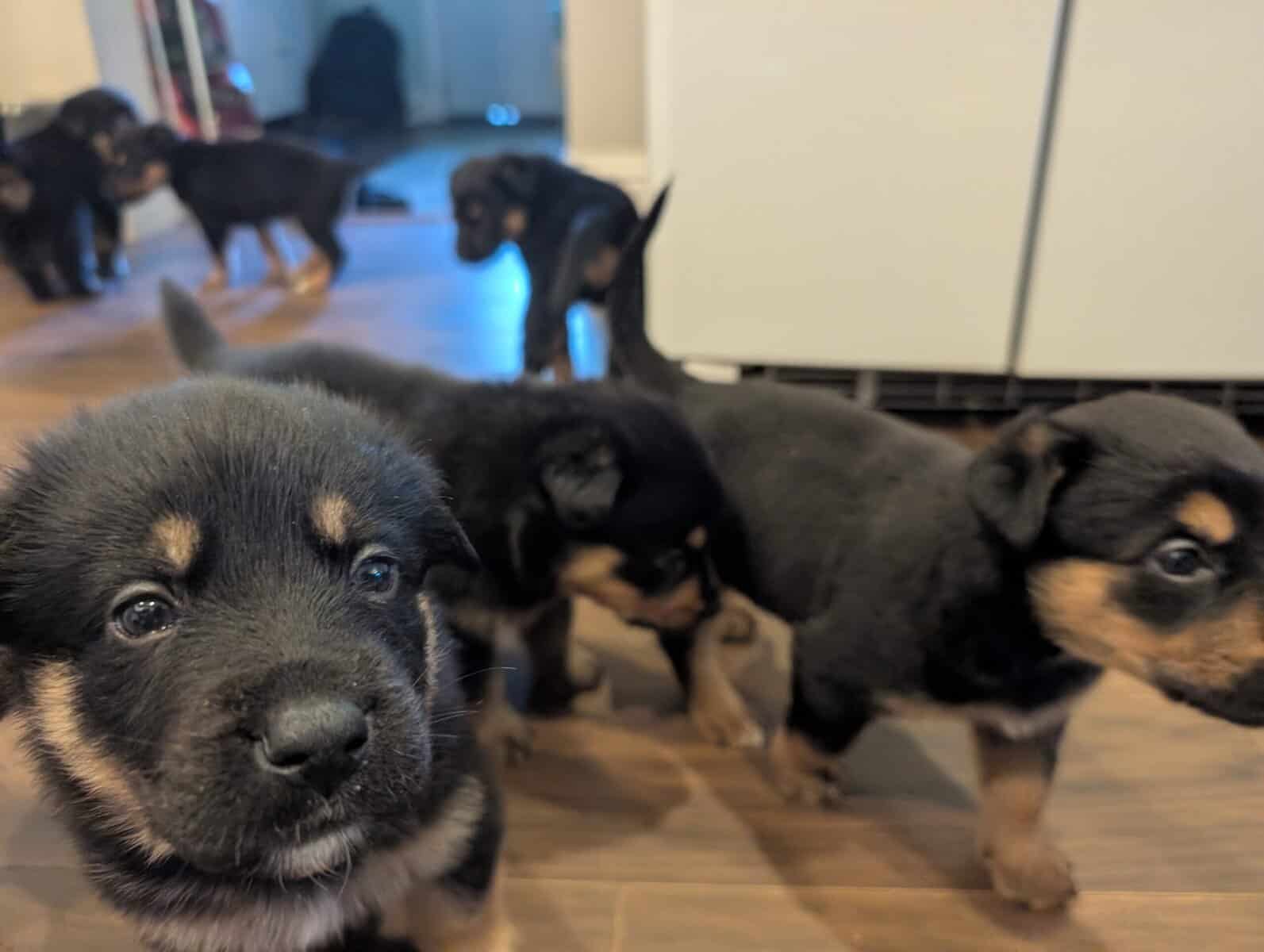 German shepherd mix puppies image 11
