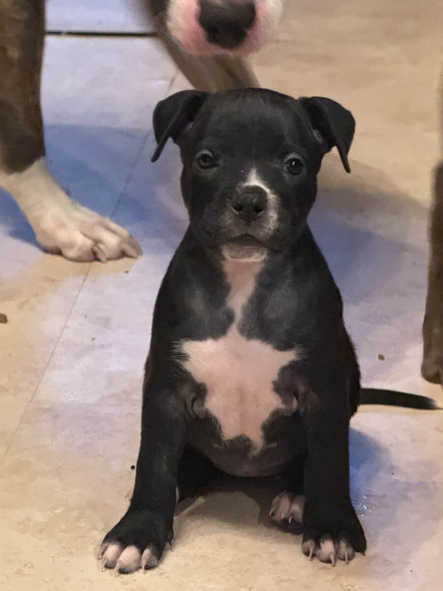 Pitbull Puppies image 4