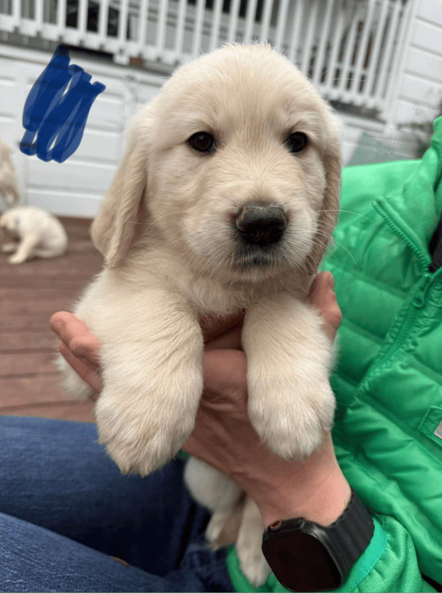Six Golden Retriever Males available Nov 21st! image 5