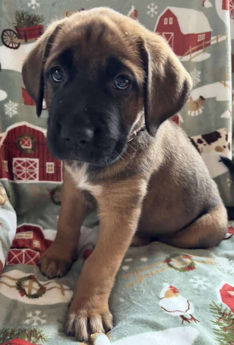 Saint Shepherd Puppies. RARE! image 3