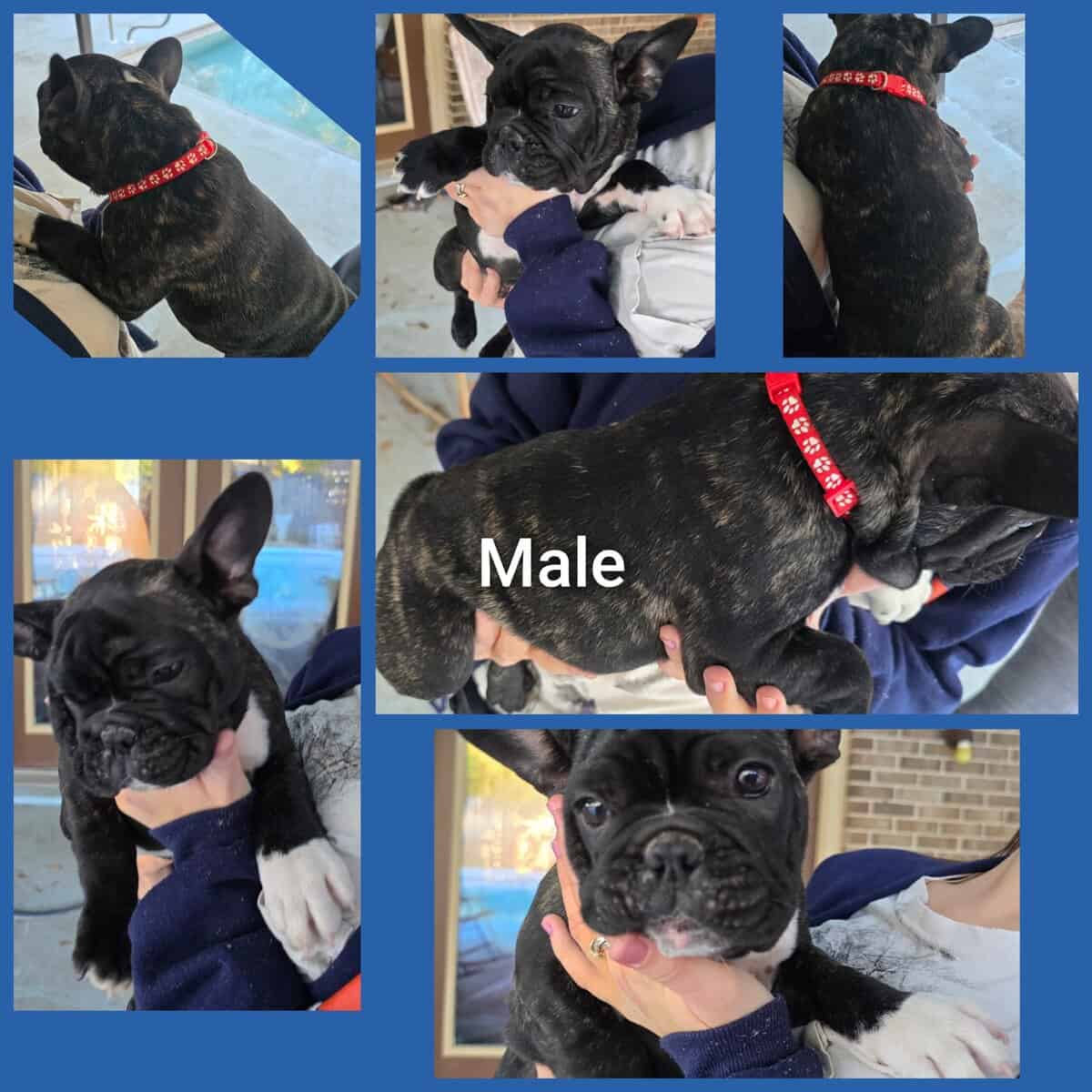 French bulldog puppies Ozark, AL image 2