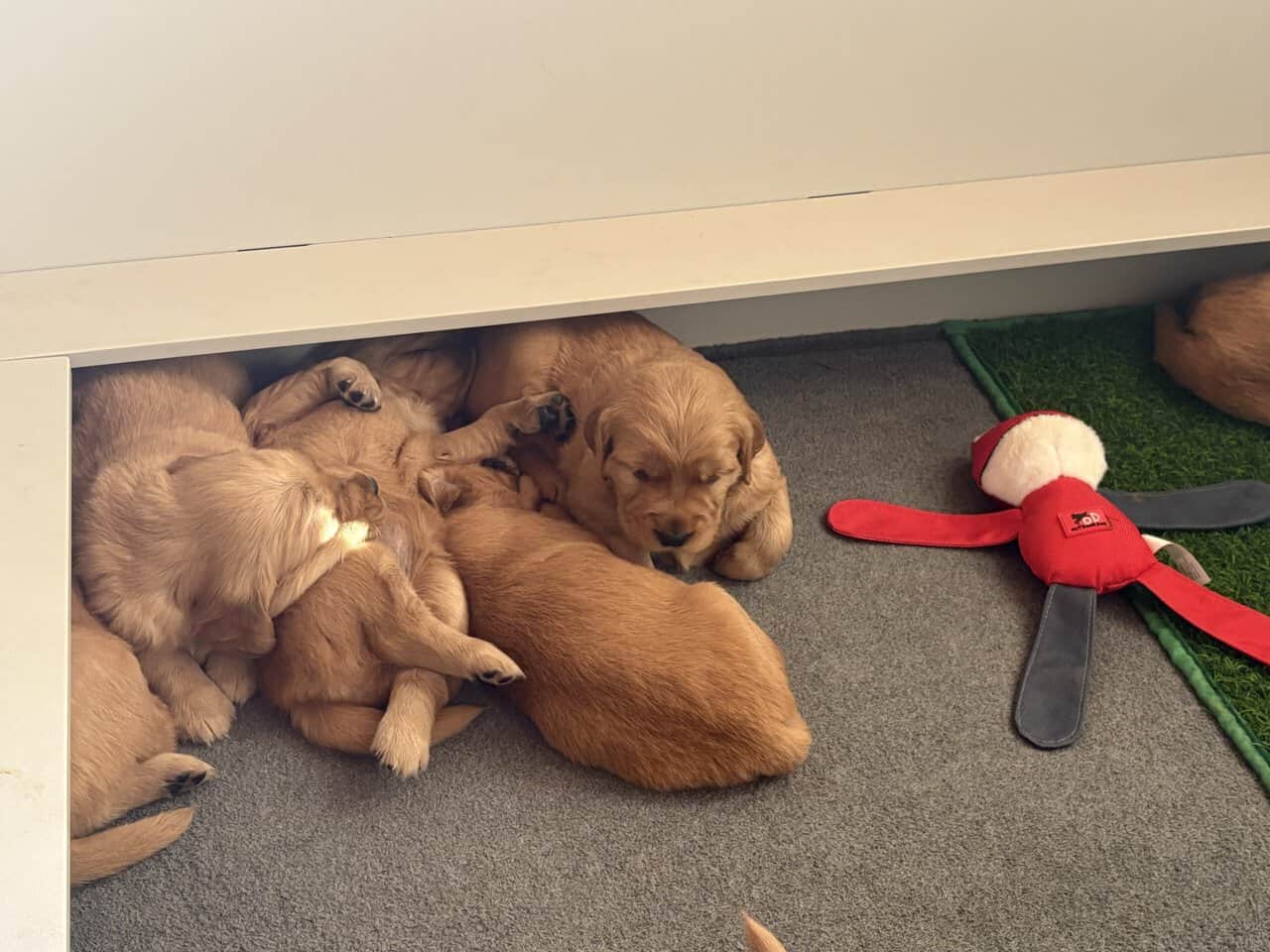 GOLDEN RETRIEVER image 4
