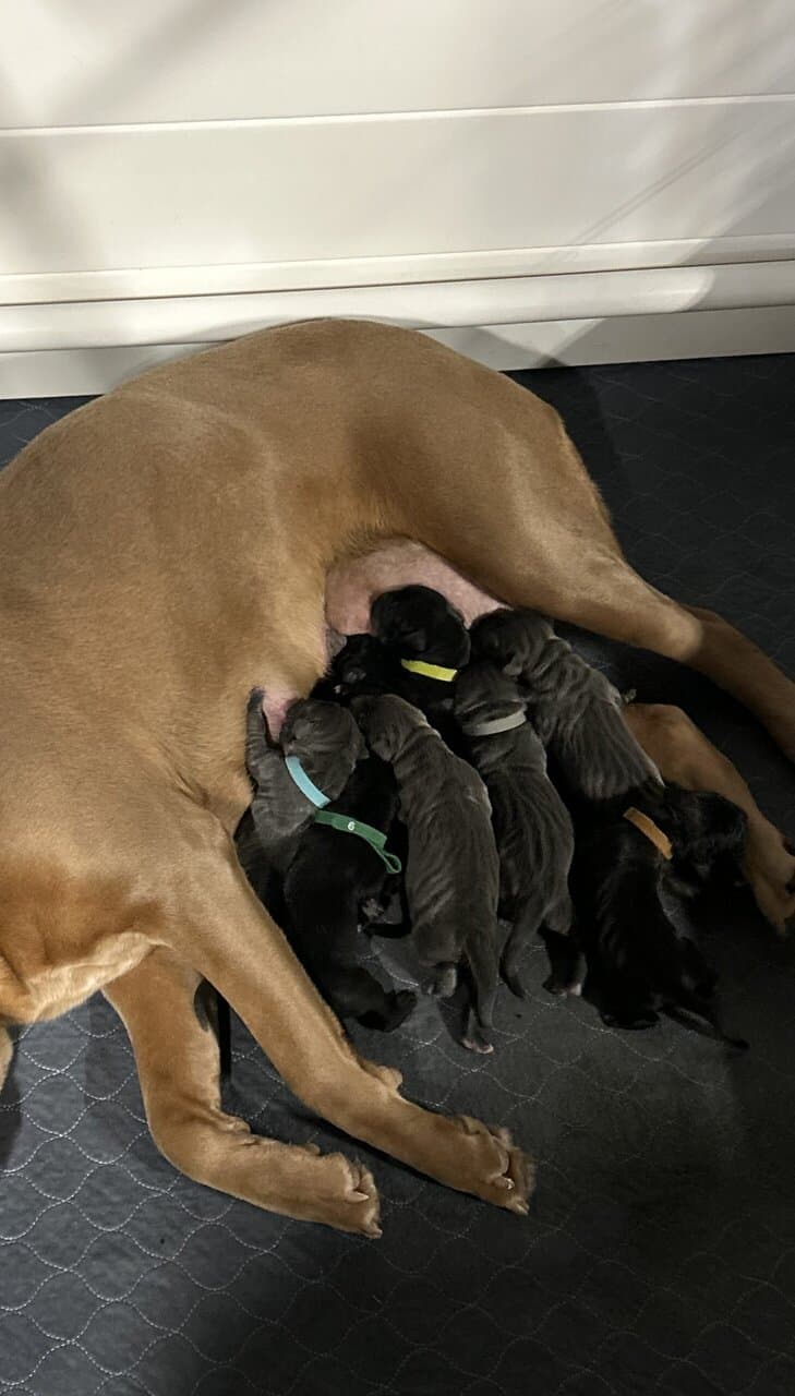 Cane Corso Puppies image 1