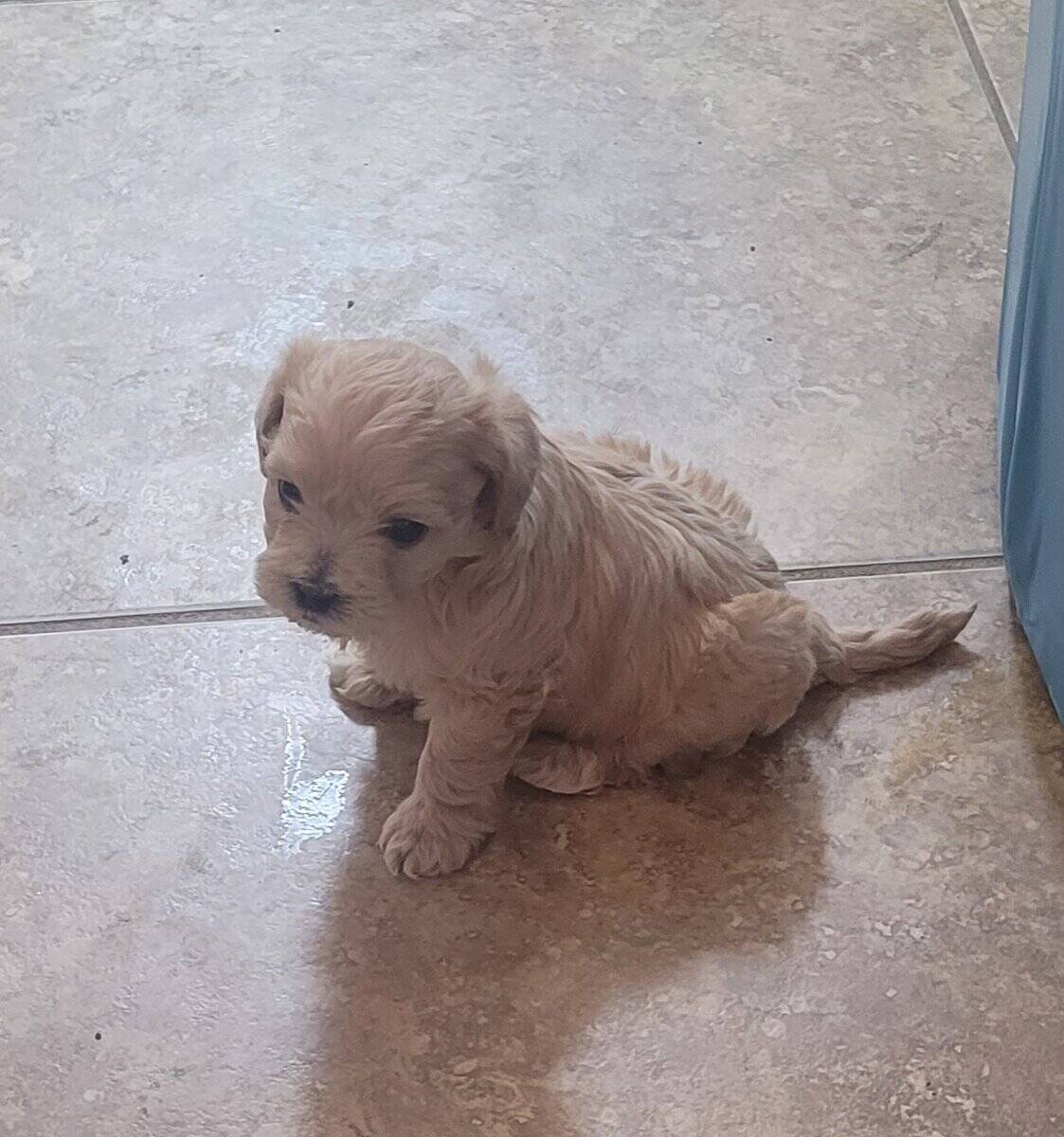 Puppies for sale image 11