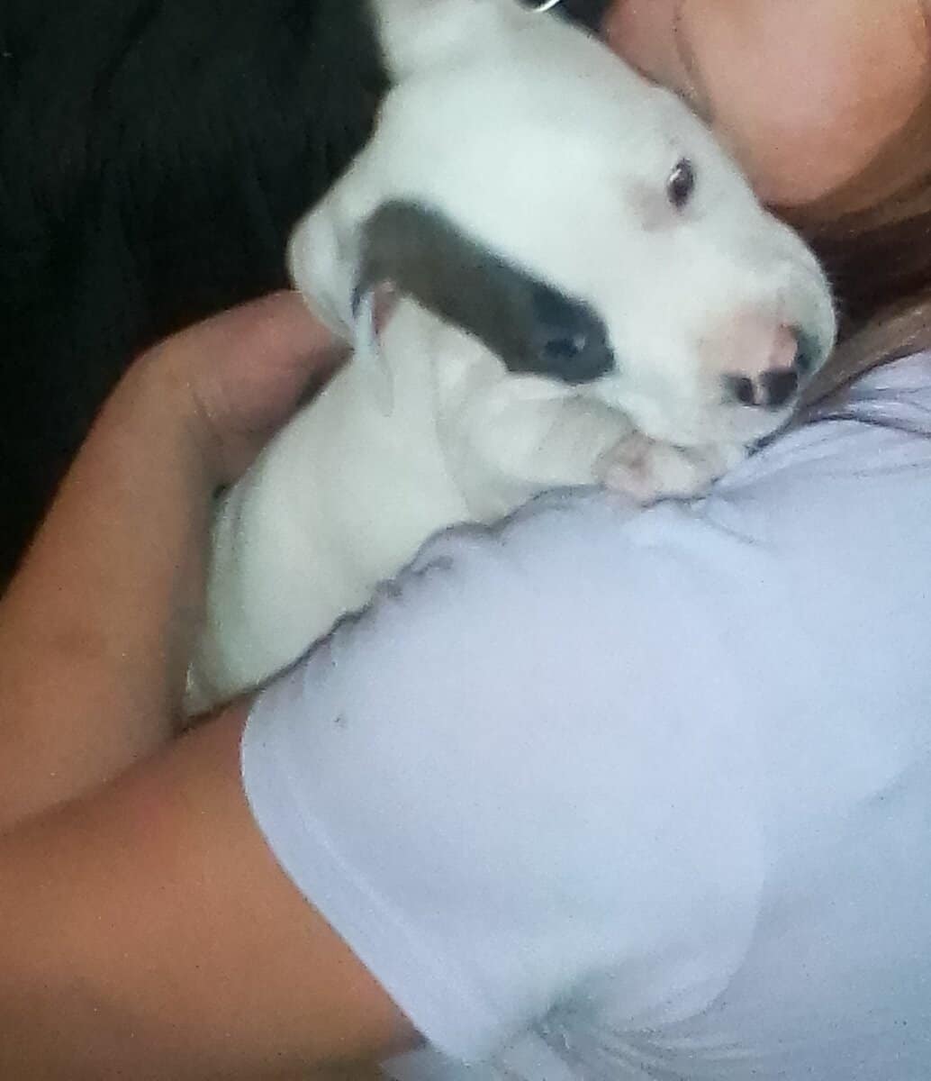 Pitbull Puppies Blue-nose/ Red- nose image 4